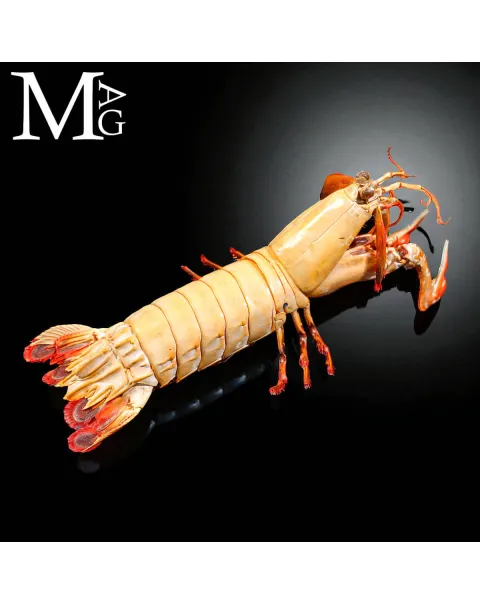Gonodactylus Chiragra – Stomatopode Esotico da Collezione Naturalistica