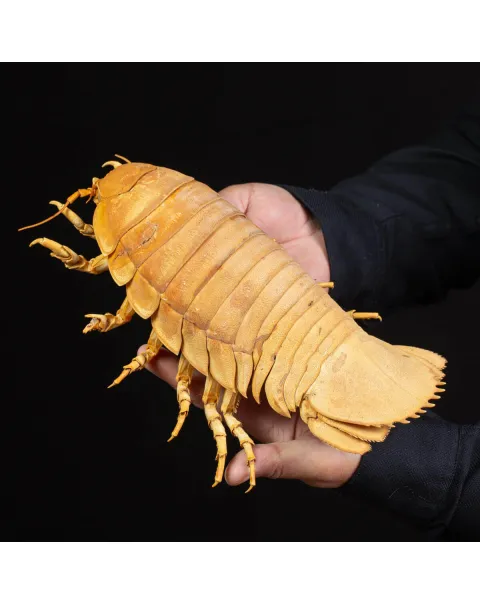 Raro Isopode: Bathynomus giganteus gigante - Una meraviglia degli abissi