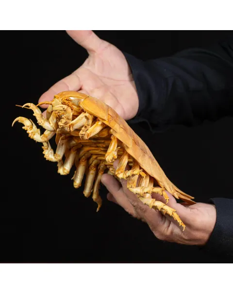 Raro Isopode: Bathynomus giganteus gigante - Una meraviglia degli abissi