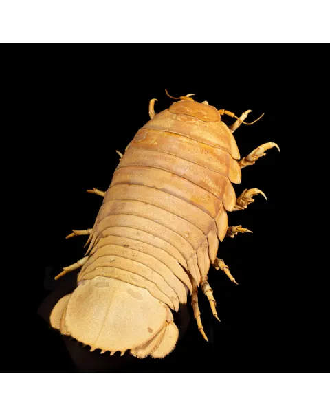 Raro Isopode: Bathynomus giganteus gigante - Una meraviglia degli abissi