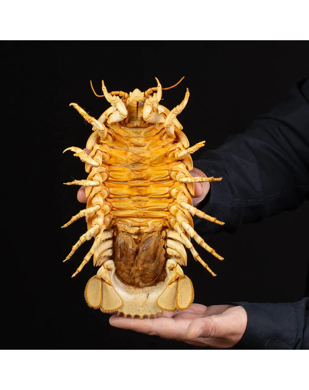 Raro Isopode: Bathynomus giganteus gigante - Una meraviglia degli abissi