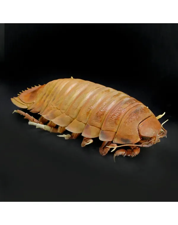 Isopode Bathynomus Giganteus