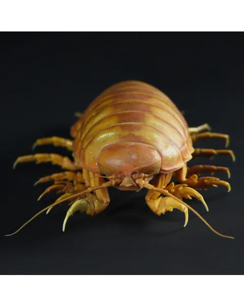 Isopode Bathynomus Giganteus