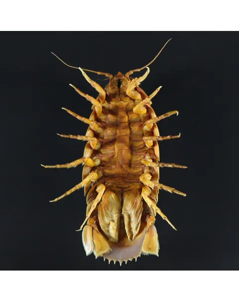 Isopode Bathynomus Giganteus
