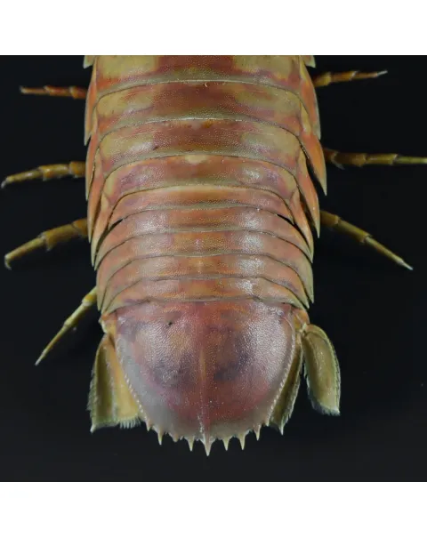 Isopode Bathynomus Giganteus