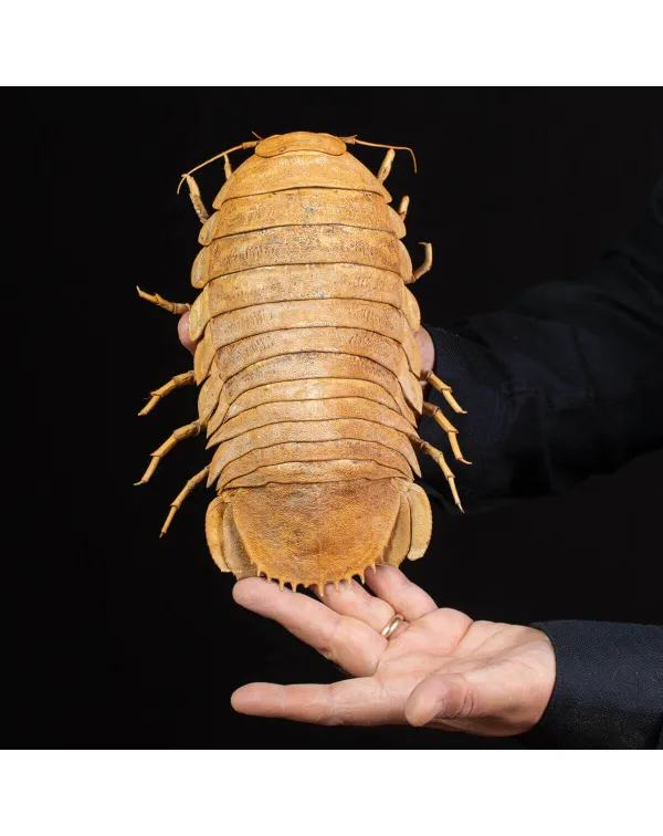 Raro Isopode: Bathynomus Giganteus - Misteriosa Cr...