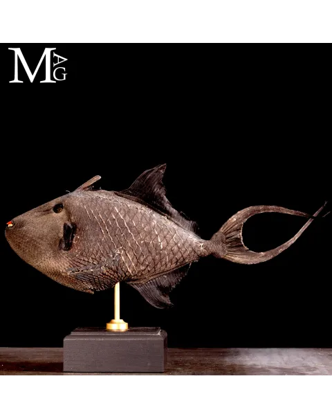 Pesce Balestra Maculato – Canthidermis