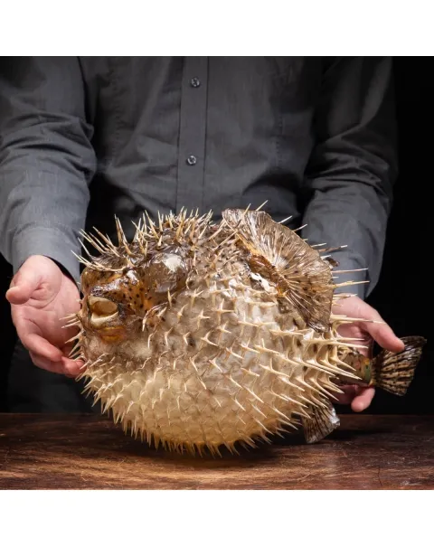Pesce Istrice - Diodon Histrix
