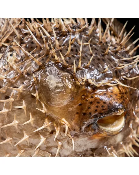 Pesce Istrice - Diodon Histrix