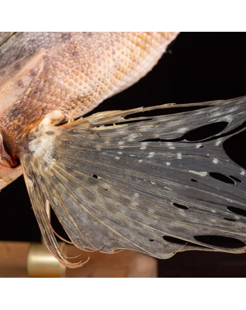 Dactylopterus Volitans – Pesce Volante.