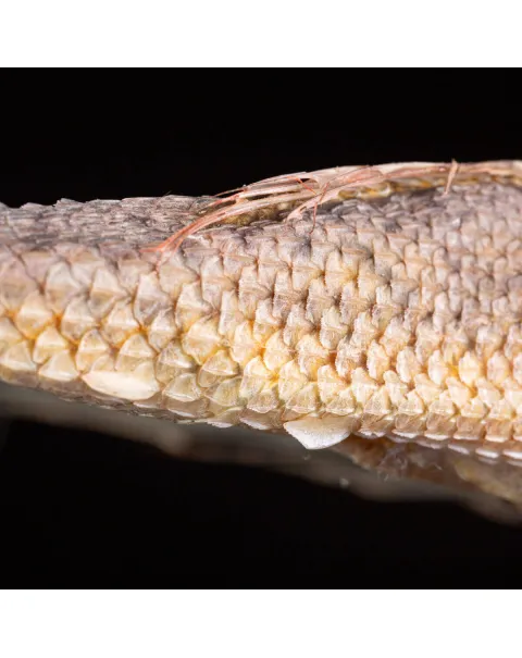 Dactylopterus Volitans – Pesce Volante.
