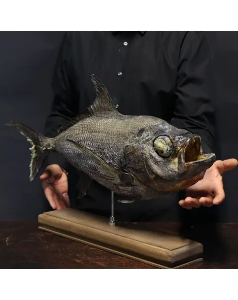 Pomfret Taractes Rubescens - Bramidae Sp.