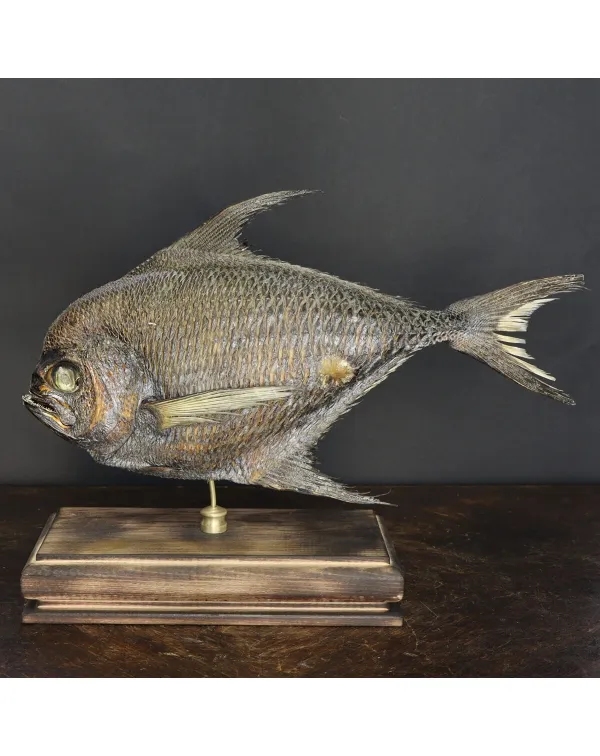 Pomfret Taractes Rubescens - Bramidae Sp.