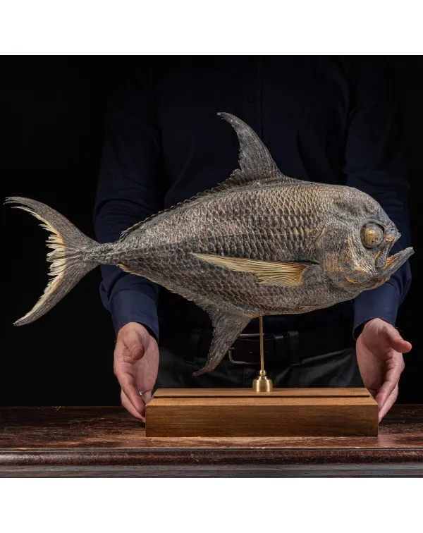 Pomfret Taractes Rubescens - Bramidae Sp.