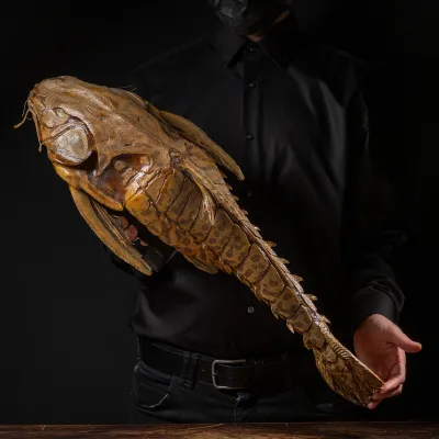 Pesce Gatto Gigante