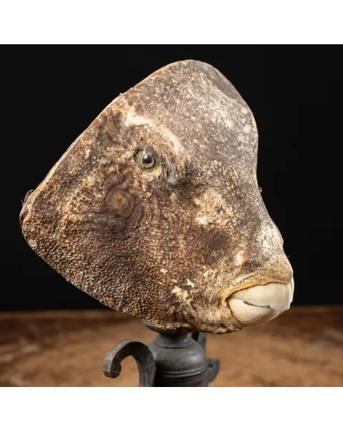 Pesce Pappagallo