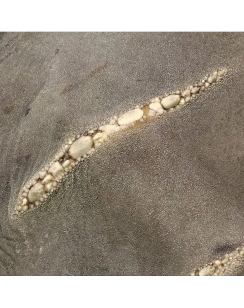 Rhina Ancylostoma – Alieno del Mare