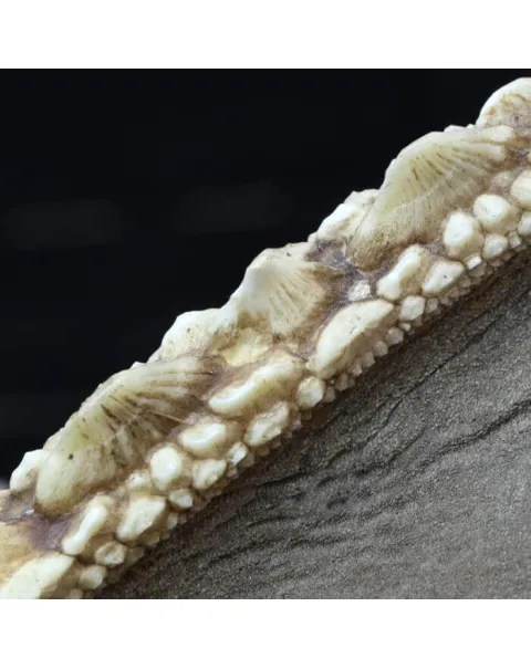 Rhina Ancylostoma – Alieno del Mare