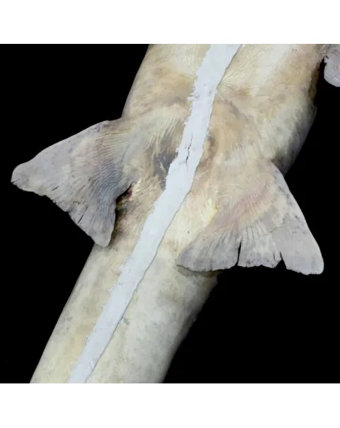 Rhina Ancylostoma – Alieno del Mare