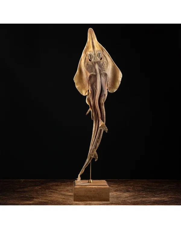 Rhinobatos productus