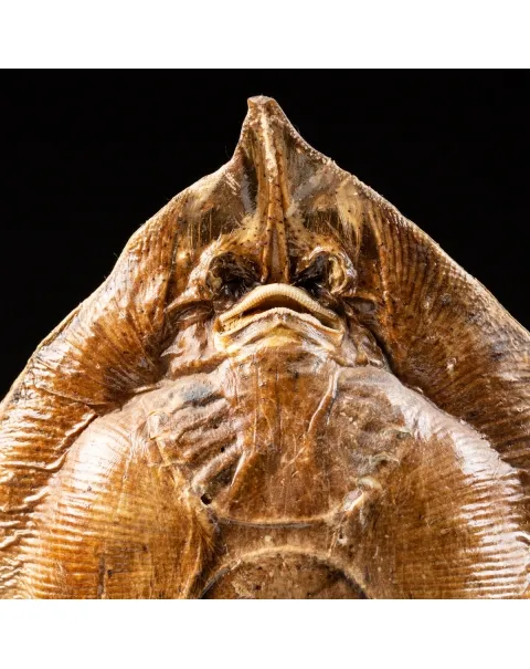 Razza "Stingray" - su Piedistallo