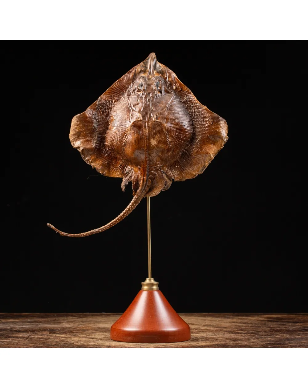 Razza "Stingray" - su Piedistallo