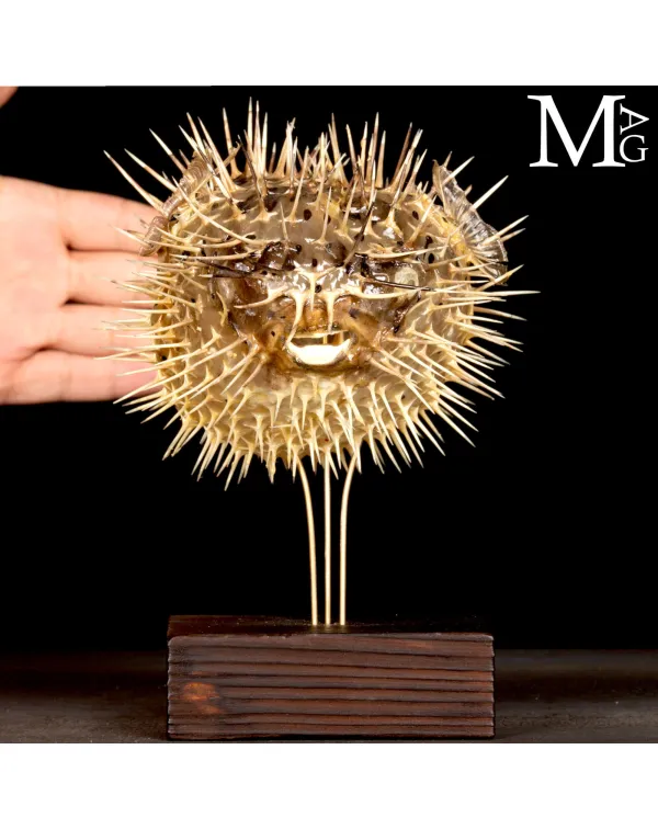 Pesce Palla su Base in Legno e Ottone.