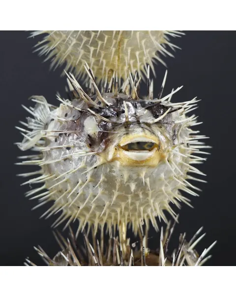 Tetraodontidae sp.