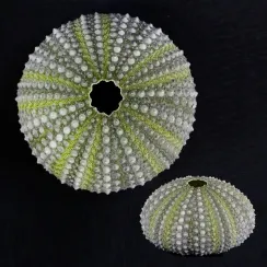 Paracentrotus Lividus (1)