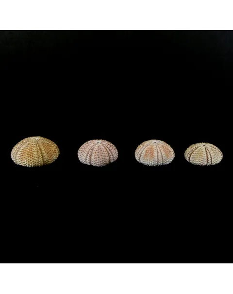 Arbacia Lixula