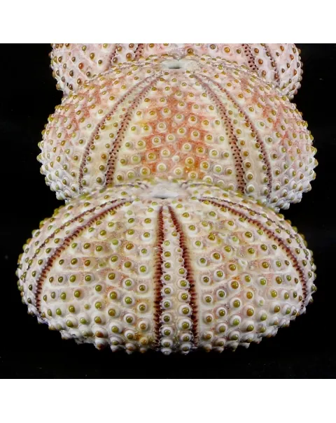 Arbacia Lixula
