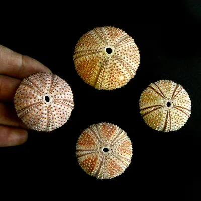 Arbacia Lixula
