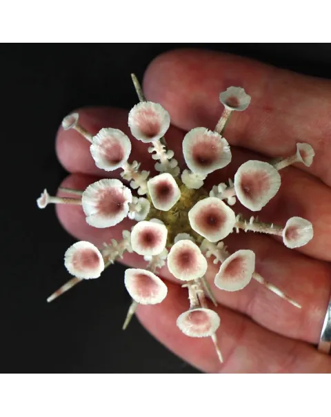 Goniocidaris Clypeata