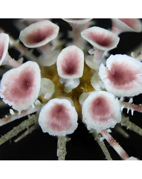 Goniocidaris Clypeata