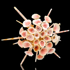 Goniocidaris Clypeata (3)