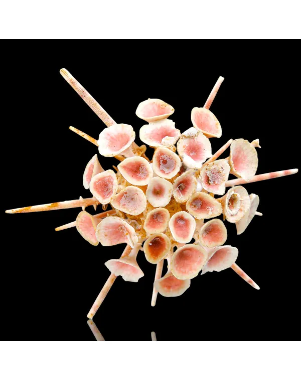 Esemplare raro da collezione – Goniocidaris Clyp...