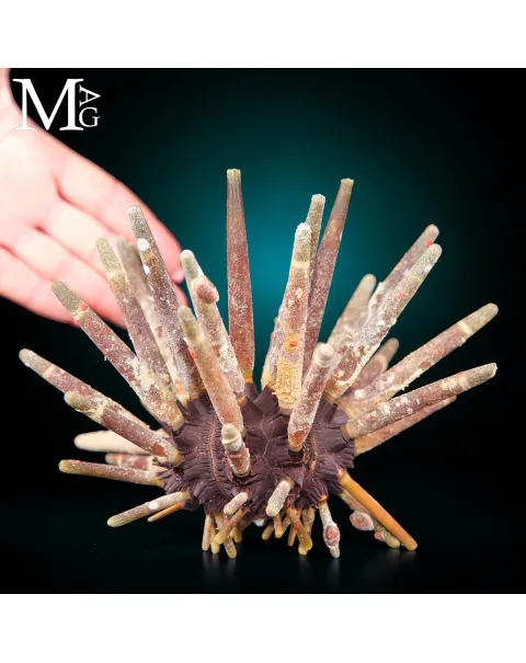 Phyllacanthus Imperialis – Anatomia di una Difesa Perfetta