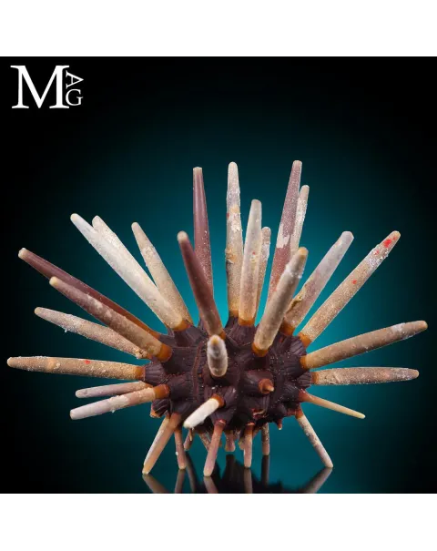 Phyllacanthus Imperialis – Grande Riccio Marino da Collezione.