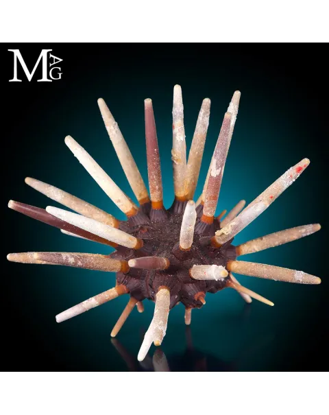 Phyllacanthus Imperialis – Grande Riccio Marino da Collezione.
