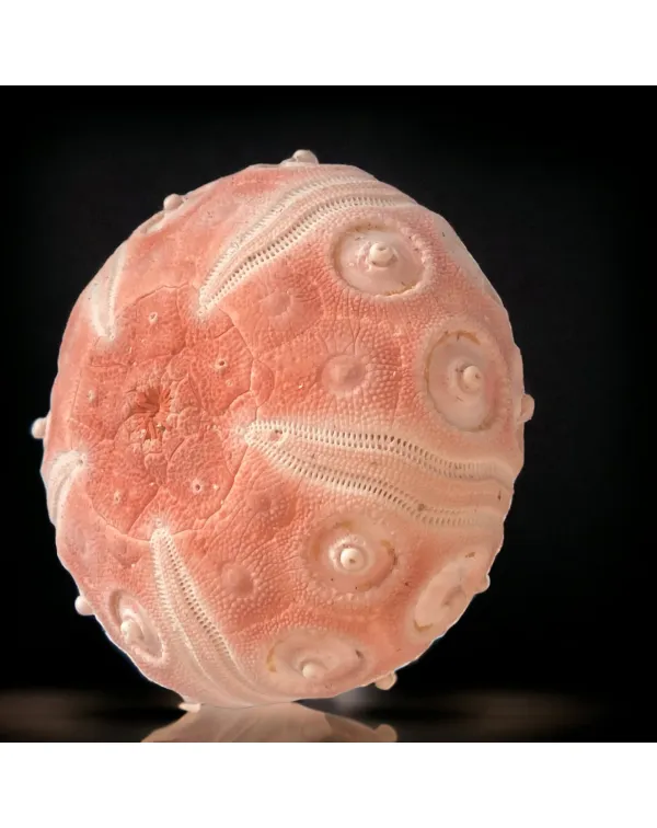 Esoscheletro di Stereocidaris grandis var. rubra