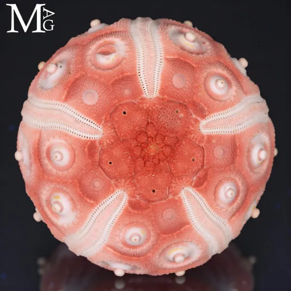 Stereocidaris Granularis Rubra