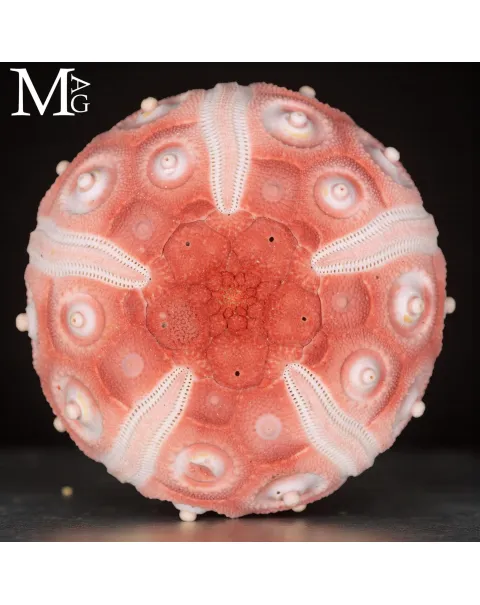 Stereocidaris Granularis Rubra
