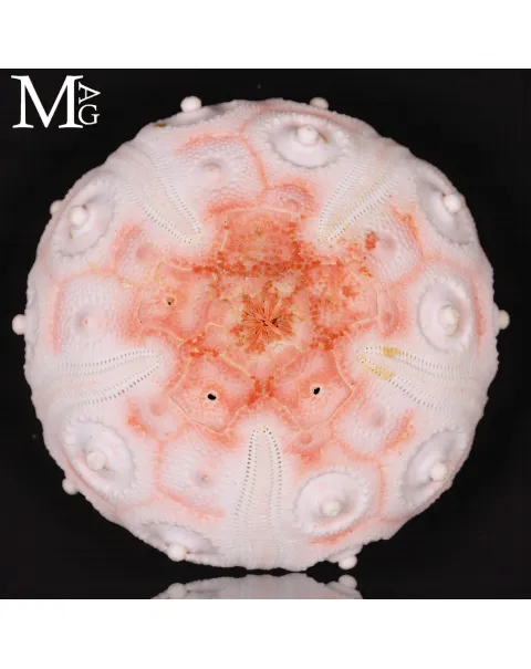 Stereocidaris Granularis Rubra