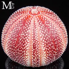 Echinus Esculentus (13)