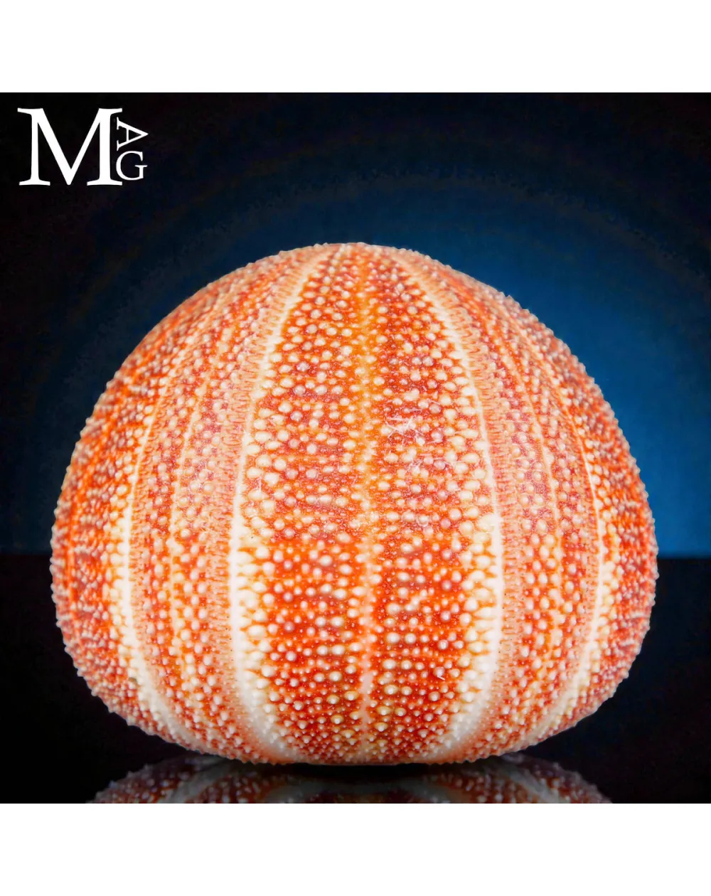 Echinus Esculentus – Grande riccio di mare Atlantico.