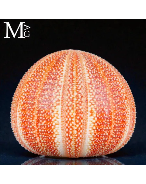 Echinus Esculentus – Grande riccio di mare Atlantico.