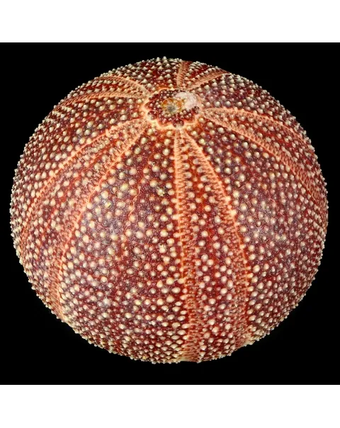 Riccio di Mare - Echinus esculentus