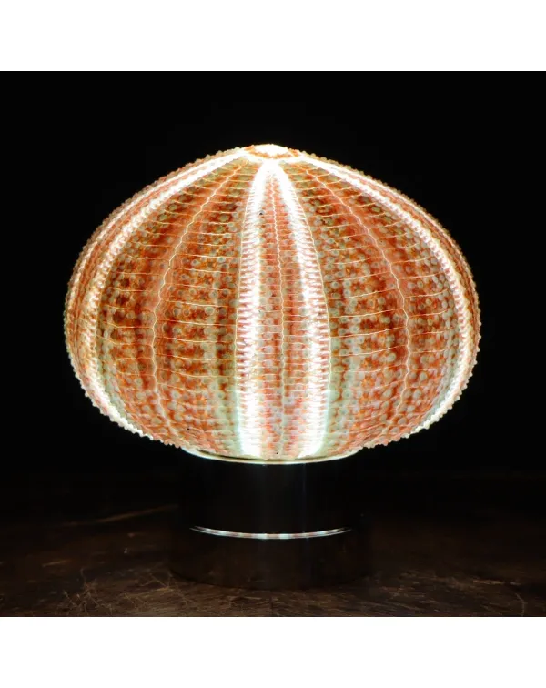 Lampada Riccio di Mare