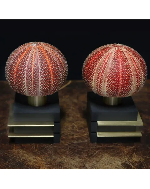 Lampade Ricci di Mare