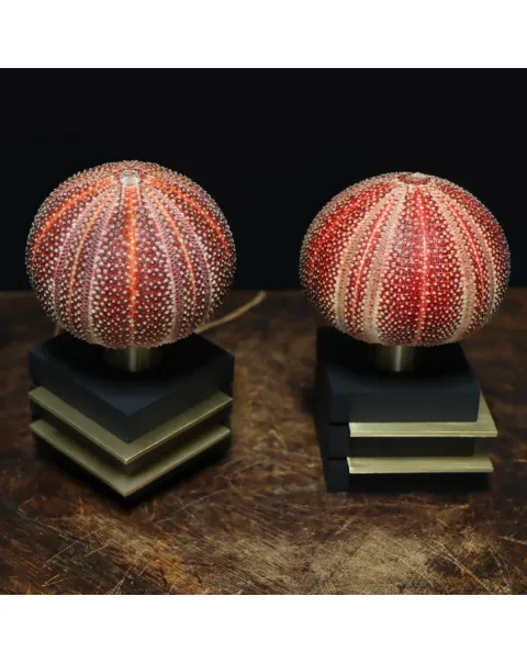 Lampade Ricci di Mare